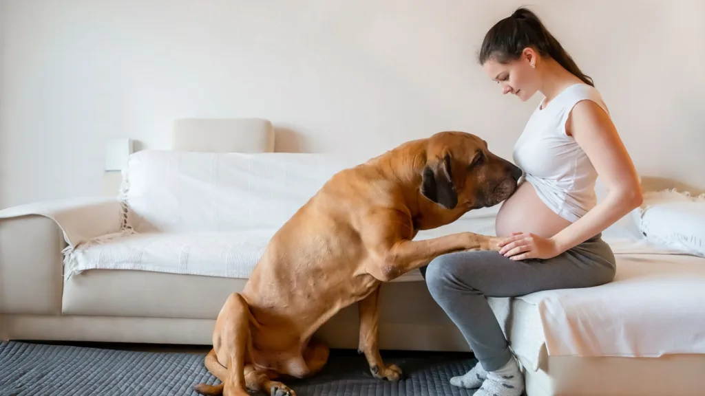 Preparar a la mascotas para la llegada del bebé 1 Revista Digital mamas360 Embarazo y Maternidad