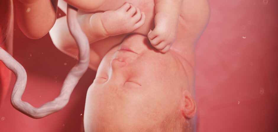 Desarrollo Fetal Concepción Embarazo mamas360 Imagen Destacada