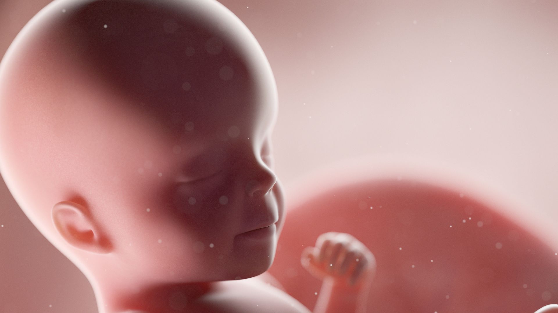 Desarrollo Fetal mamas360 imagen final