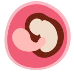 Desarrollo Fetal mes 1