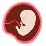 Desarrollo Fetal mes 2
