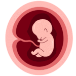 Desarrollo Fetal mes 6