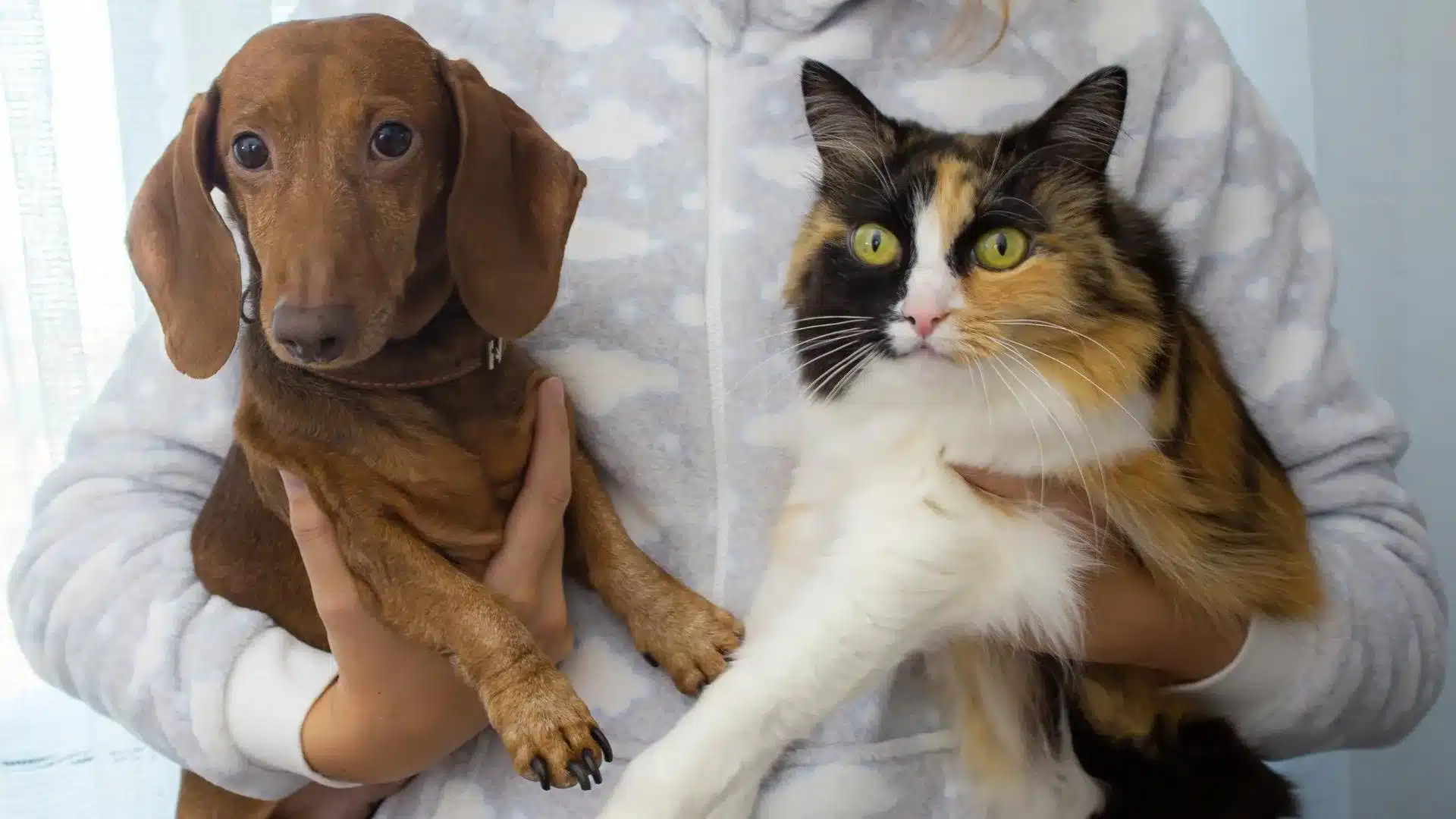 Cuidados de mascotas Guía completa para perros y gatos 1 Revista Digital mamas360 Embarazo y Maternidad