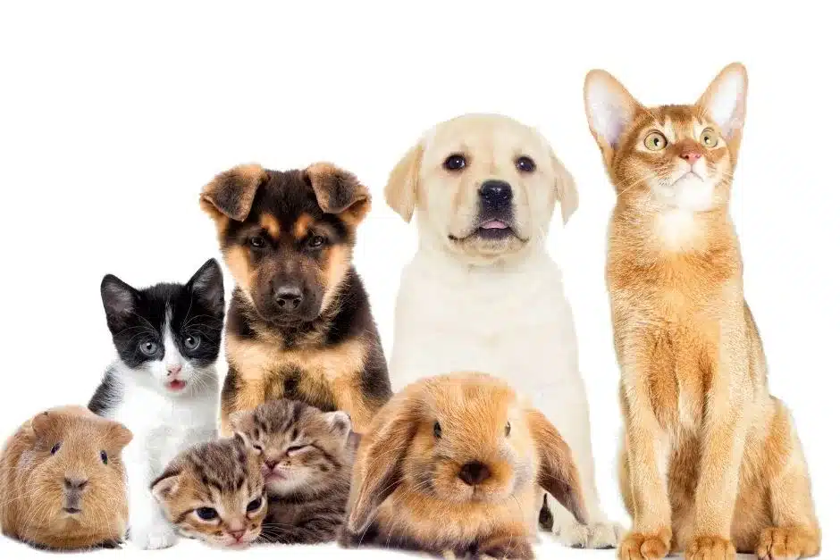 Cuidados de mascotas Guía completa para perros y gatos 2 Revista Digital mamas360 Embarazo y Maternidad